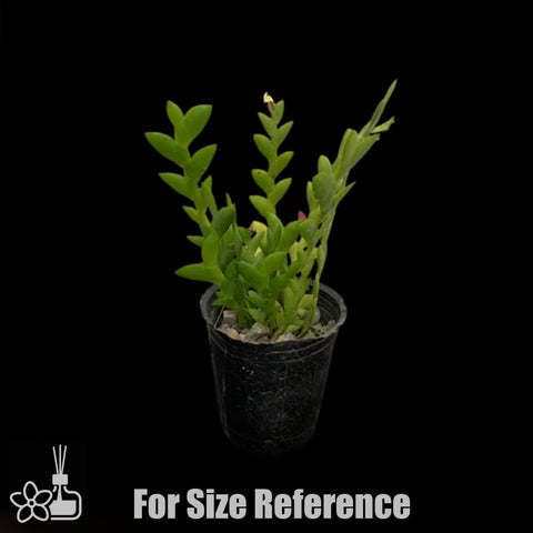 [Bare-root] Den. indivisum 小菱葉石斛 [Dec Preorder 25]