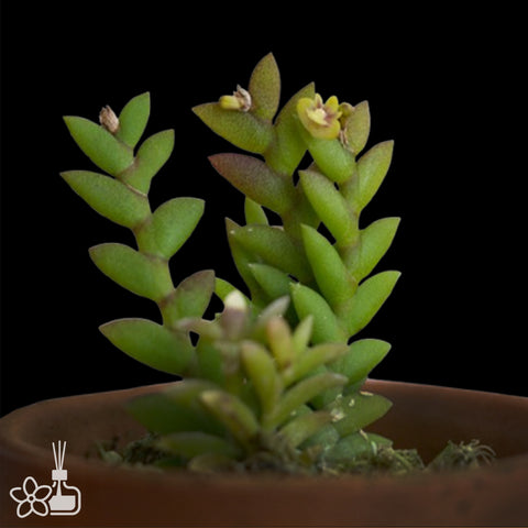 [Bare-root] Den. indivisum 小菱葉石斛 [Dec Preorder 25]