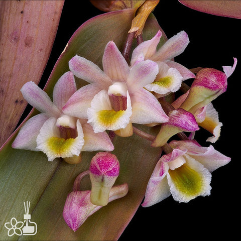 [Bare-root] Den.  pseudolamellatum [Dec Preorder 25]