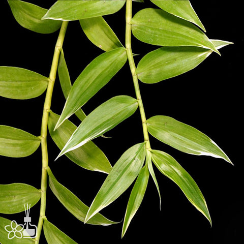 [Bare-root] Dendrobium aphyllum variegated [Dec Preorder 25]