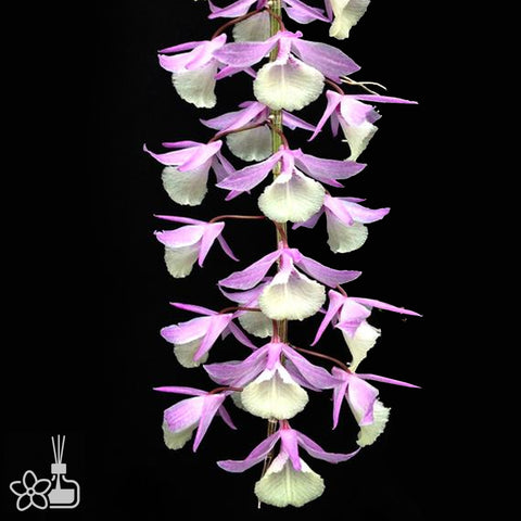 [Bare-root] Dendrobium aphyllum variegated [Dec Preorder 25]