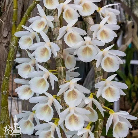 [Bare-root] Dendrobium cretaceum [Dec Preorder 25]