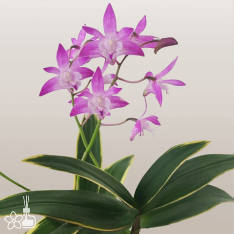 [Bare-root] Dendrobium kingianum variegated 澳洲石斛出藝 [Dec Preorder 25]