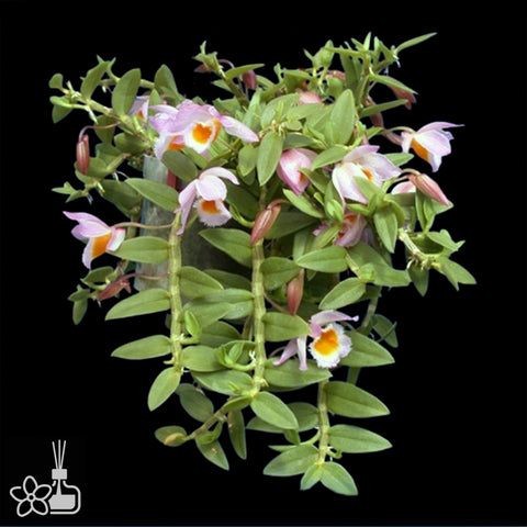 [Bare-root]Den. loddigesii 攀龍石斛[Oct Preorder]