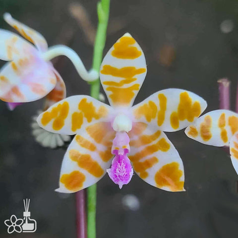 [Bare-root]Phal. mariae coerulea [Dec Preorder 25]