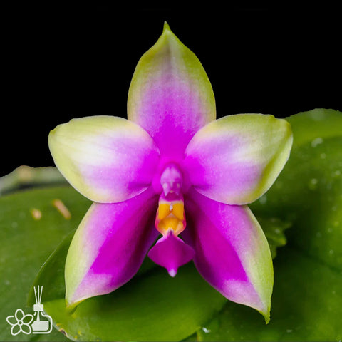 [Bare-root]Phal. bellina 'Red Apple x Alba'  [Dec Preorder 25]