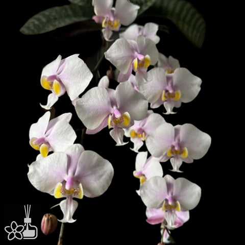 [Bare-root]Phal. Philishill (schilleriana x philippinensis) 菲西 [Dec Preorder 25]
