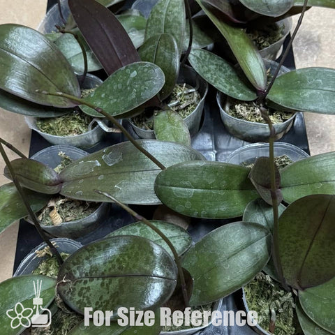 [Bare-root]Phal. Grand Conde (schilleriana x sanderiana) 西桑 [Dec Preorder 25]