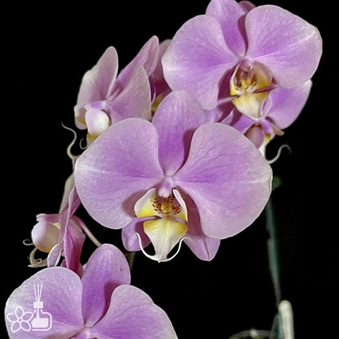 [Bare-root]Phal. Grand Conde (schilleriana x sanderiana) 西桑 [Dec Preorder 25]