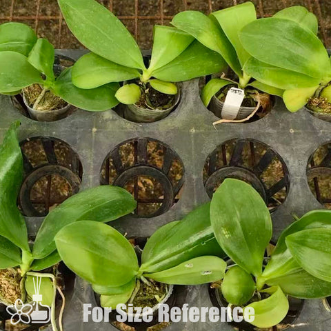 [Bare-root] Phal. Mituo Blue Bear 彌陀藍熊 [Dec Preorder 25]