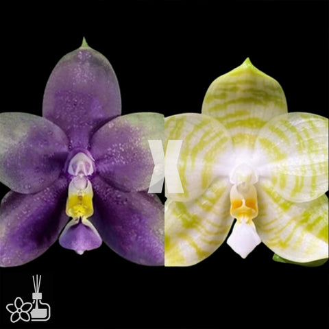 [Bare-root] Phal. Mituo Blue Bear 'Mituo#1' x  Mituo Golden Ticer "White Tiger AM/AOS [Dec Preorder 25]