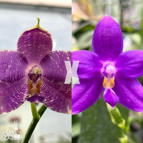 [Bare-root] Phal. (KS Samera-KS Blue Luedde) x Yaphon Blue Jewel  [Dec Preorder 25]
