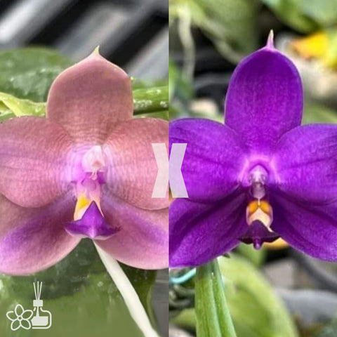 [Bare-root] Phal. Mituo Hsien 'blue' x Phal. Yaphon Blue Bird ‘Indigo'  [Dec Preorder 25]