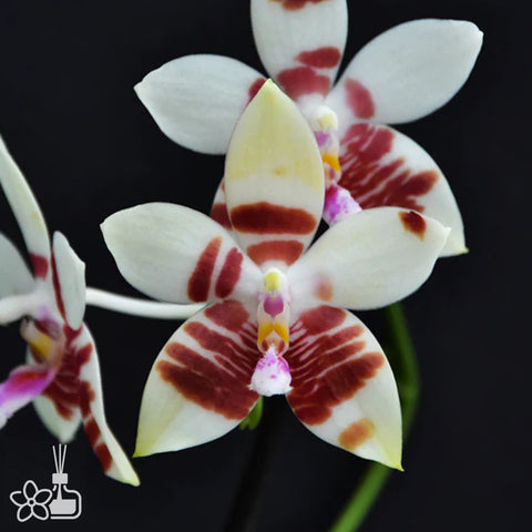 [Bare-root]Phal. Tetrasambo (amboinensis x tetraspis) 鐵三寶 [Dec Preorder 25]