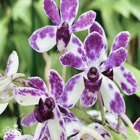 [Bare-root]Vanda Pinky 'Violet Queen' [Dec Preorder 25]