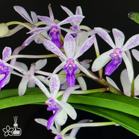 [Bare-root]Vandachostylis TSS Taiwan Gandharva 'Blue Dot' [Dec Preorder 25]