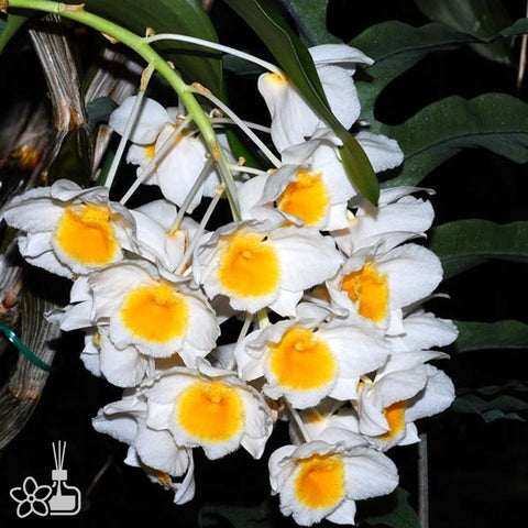 [Bare-root] Dendrobium palpebrae 燈籠石斛 [Dec Preorder 25]