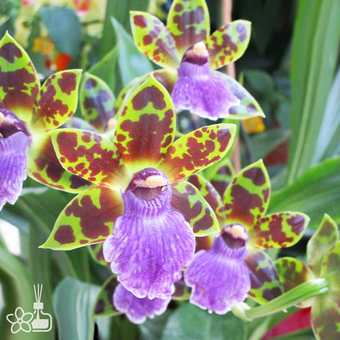 [Bare-root] Zygopetalum Artur Elle 紫唇顎瓣蘭 [Dec Preorder 25]