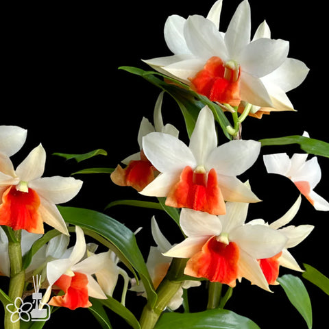 [Bare-root] Dendrobium Jiaho Candy  [Dec Preorder 25]