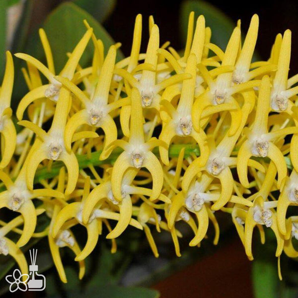 Bare-root] Dendrobium speciosum 'Golden Rain' [2.8