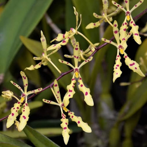 [Bare-root] Renanthera citrina 黃花火焰蘭 [Dec in stock]