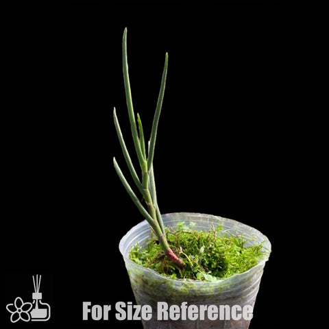 [Bare-root] Luisia spp ‘rainbow’ 金釵蘭‘彩虹’ [Dec in stock]