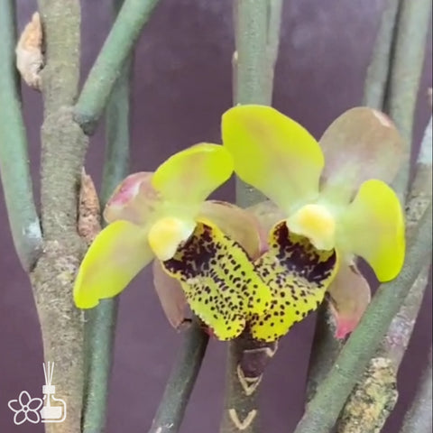 [Bare-root] Luisia spp ‘rainbow’ 金釵蘭‘彩虹’ [Dec in stock]