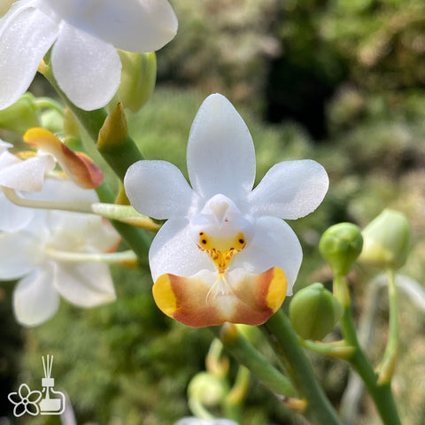 [Bare-root]Phal. lobbii 洛比蝴蝶蘭 [Dec in Stock]