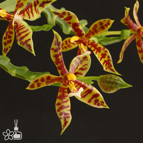 [Bare-root]Phal. mannii 版納蝴蝶蘭 [Dec in Stock]