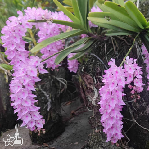 [Bare-root] Aerides multiflora 多花指甲蘭 [Dec in Stock]