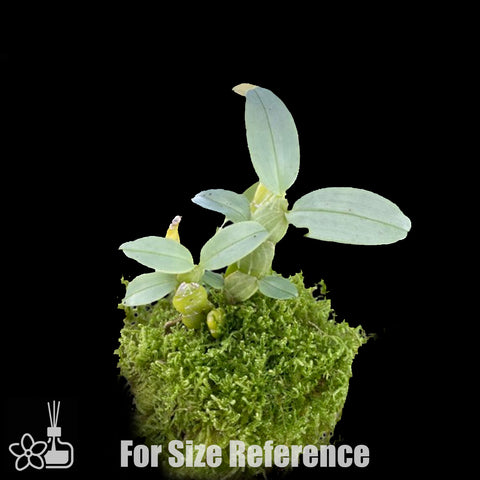 [Bare-root] Dendrobium trantuanii 越南扁石斛 [Dec Preorder 25]