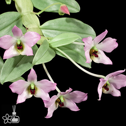 [Bare-root] Dendrobium trantuanii 越南扁石斛 [Dec Preorder 25]