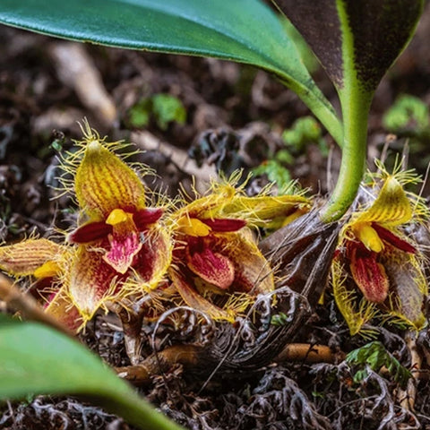 [Bare-root] Bulbophyllum dayanum 蘇瓣石豆蘭 [Dec in Stock]