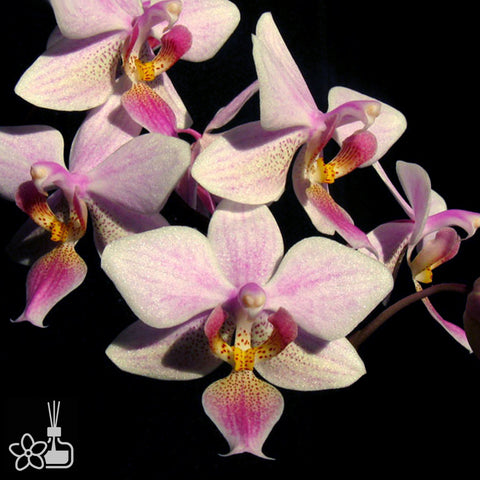 [Bare-root]Phal. Cassandra (equestris x stuartiana) EQ史 [Dec Preorder 25]