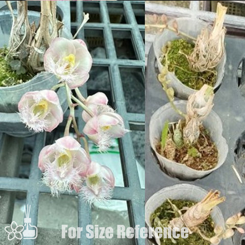 [Pseudobulb] Cl. Grace Dunn 'Chadds Ford' 格蕾絲 [Dec Preorder 25]