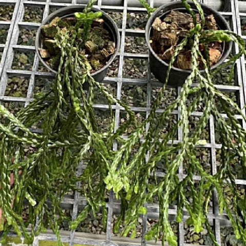 [Bare-root] Huperzia Bai Hor Gan [Dec Green 25]