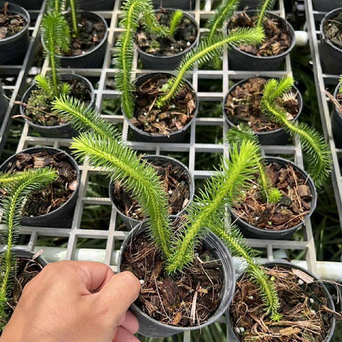 [Bare-root] Huperzia squarrosa [Dec Green 25]