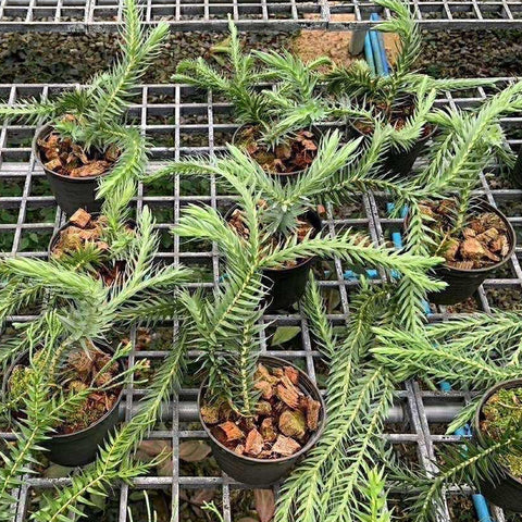 [Bare-root] Huperzia goebelii [Dec Green 25]