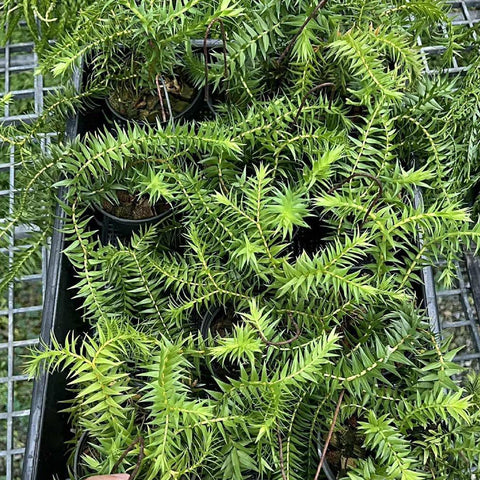 [Bare-root] Huperzia phlegmaria [Dec Green 25]