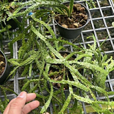 [Bare-root] Huperzia nummulariifolia [Dec Green 25]