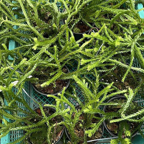 [Bare-root] Huperzia triangle 'Satun' [Dec Green 25]