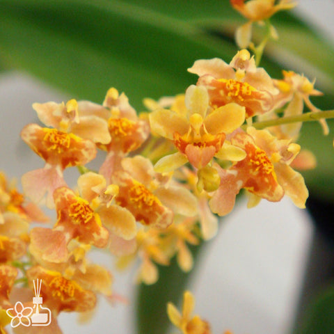 [Bare-root] #Twinkle# Oncidium Misaki Twinkle Obry 'Only You' [Dec Preorder 25]