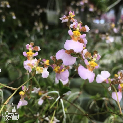 [Bare-root] Tolumnia hawkesiana 古巴劍葉文心 [Dec Preorder 25]