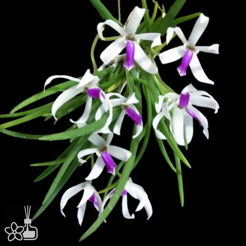 [Bare-root] Leptotes bicolor 雙色棒葉蘭 [Dec in Stock]