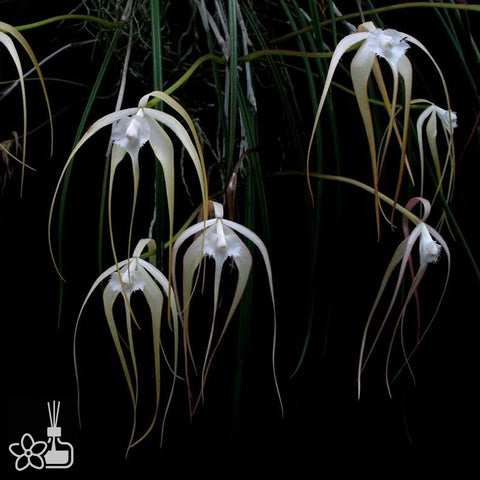 [Bare-root] Brassavola appendiculata  [Dec Preorder 25]
