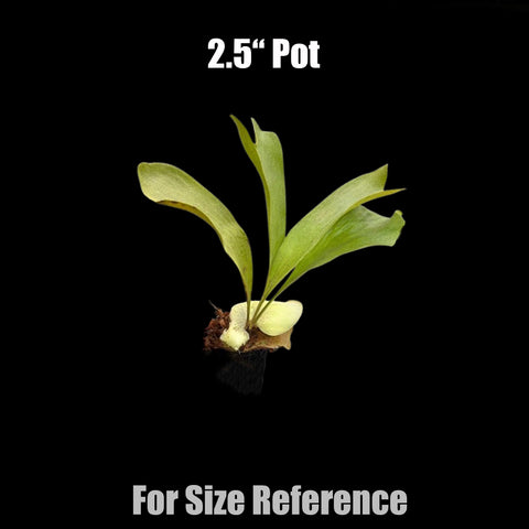 [Bare-rooted]Platy. hillii cv. Raijin 雷神 [Dec Green 25]