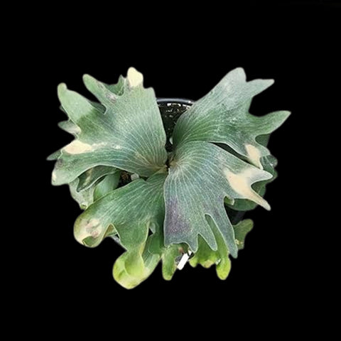 [Bare-rooted]Platy. hillii cv. Raijin 雷神 [Dec Green 25]