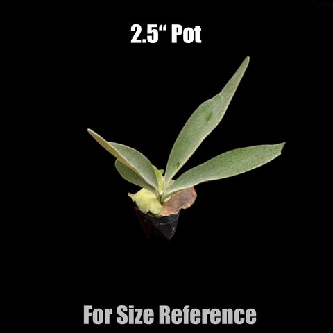 [Bare-root] Platycerium veitchii 'thick leaf' 厚葉銀鹿 [Dec Green 25]