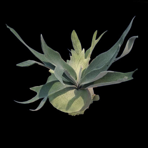 [Bare-root] Platycerium veitchii 'thick leaf' 厚葉銀鹿 [Dec Green 25]