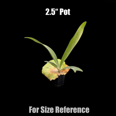 [Bare-root] Platy. Silver Salmon (willinckii x hillii) 銀鮭鹿角 [Dec Green 25]